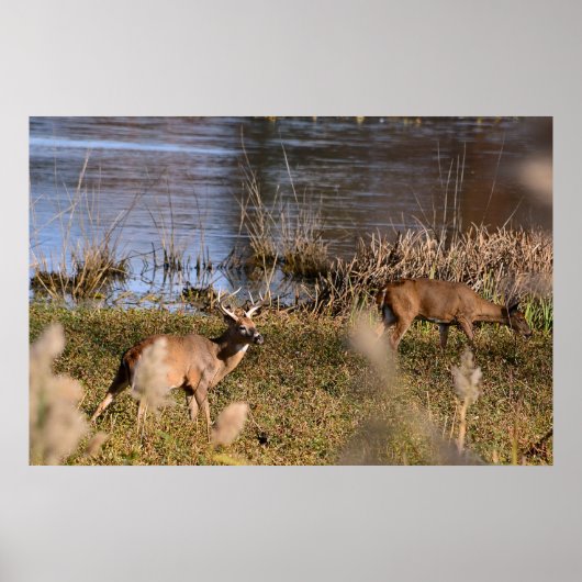 Whitetail Buck and Doster Poster (Vorne)
