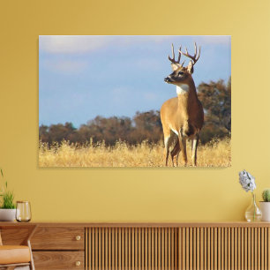 Whitetail Buck Canvas Print Leinwanddruck