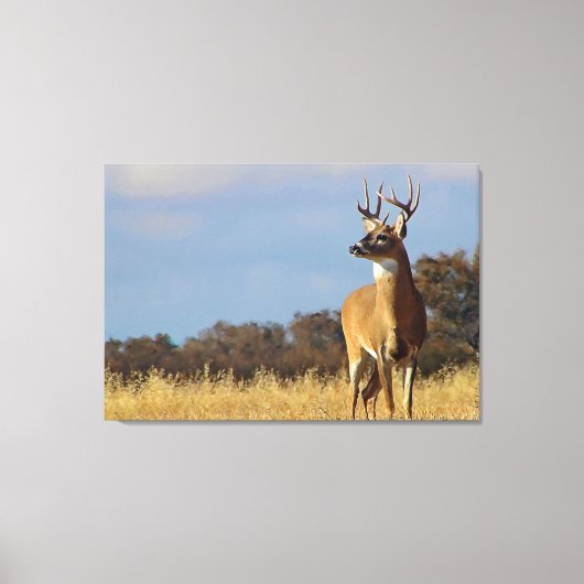 Whitetail Buck Canvas Print Leinwanddruck (Vorderseite)