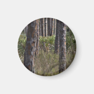 Whitetail Buck Foto Magnet