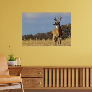 Whitetail Buck Gerahmt Print Poster