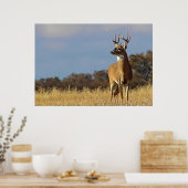 Whitetail Buck Gerahmt Print Poster (Küche)