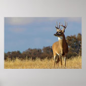 Whitetail Buck Gerahmt Print Poster (Vorne)