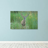 Whitetail Buck im Sommerfeld Leinwanddruck (Insitu (Holzboden))