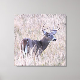 Whitetail Buck in Meadow Leinwanddruck