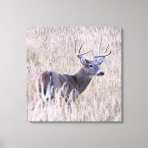 Whitetail Buck in Meadow Leinwanddruck