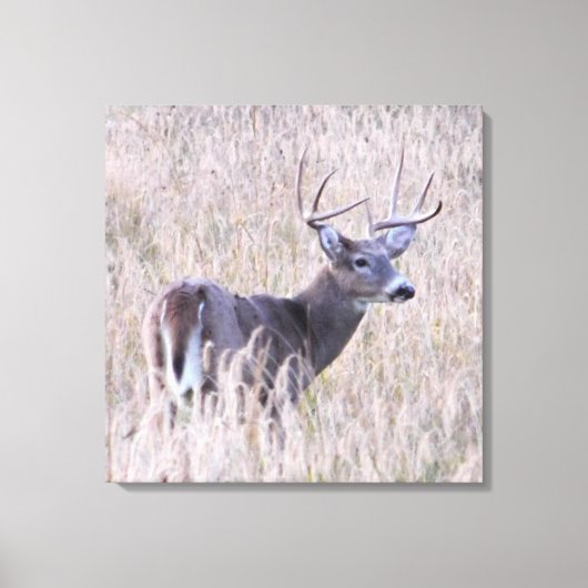 Whitetail Buck in Meadow Leinwanddruck (Vorderseite)