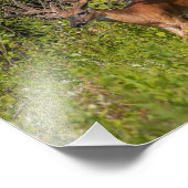 Whitetail Buck in Samt Fotodruck (Ecke)