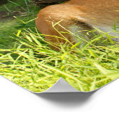 Whitetail Buck in Velvet 10 Punkt Poster (Ecke)