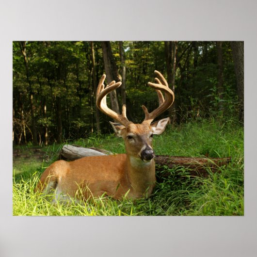 Whitetail Buck in Velvet 10 Punkt Poster (Vorne)