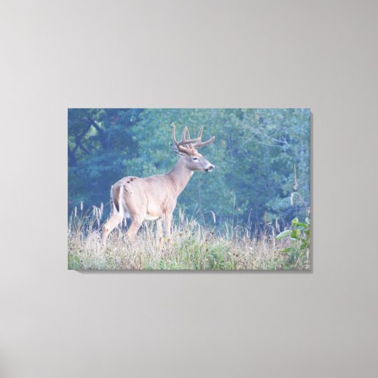 Whitetail Buck Nature Portrait Leinwanddruck (Vorderseite)