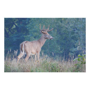 Whitetail Buck Nature Portrait Poster
