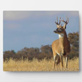 Whitetail Buck Plaque Fotoplatte (Vorderseite)