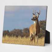 Whitetail Buck Plaque Fotoplatte (Seite)