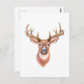 Whitetail Buck Postcard Postkarte (Vorne/Hinten)