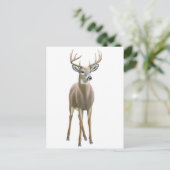 Whitetail Buck Postcard Postkarte (Stehend Vorderseite)