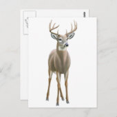 Whitetail Buck Postcard Postkarte (Vorne/Hinten)