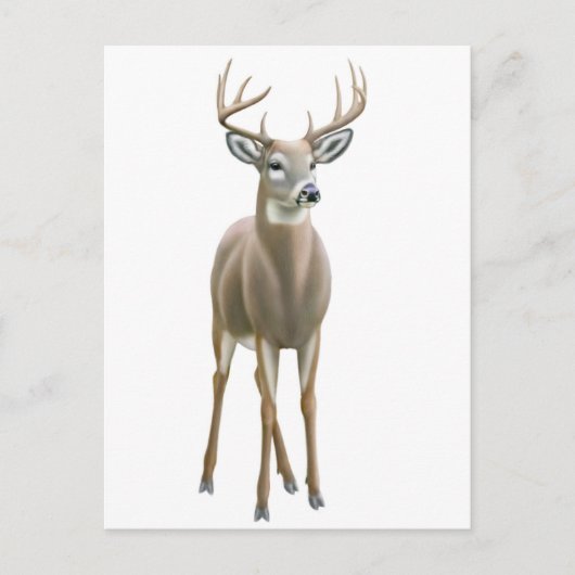 Whitetail Buck Postcard Postkarte (Vorderseite)