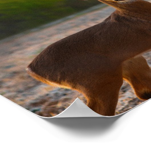 Whitetail Buck Poster (Ecke)