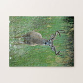 Whitetail Buck Puzzle (Horizontal)