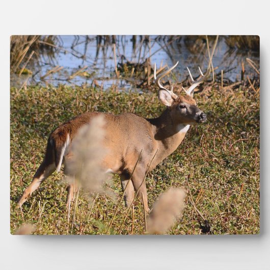 Whitetail Buck Tabletop Plaque mit Easel Fotoplatte (Vorderseite)