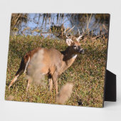 Whitetail Buck Tabletop Plaque mit Easel Fotoplatte (Seite)