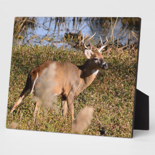 Whitetail Buck Tabletop Plaque mit Easel Fotoplatte