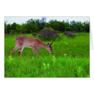 Whitetail Deer