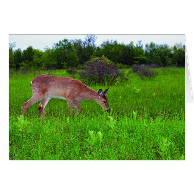 Whitetail Deer (Vorderseite (Horizontal))
