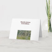 Whitetail Deer Buck Anniversary Card Karte (Rückseite)