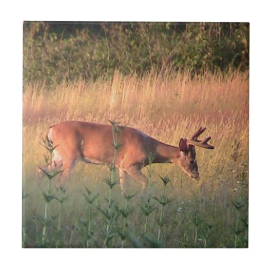 Whitetail Deer( Buck ) Dekorative Tile Fliese (Vorderseite)