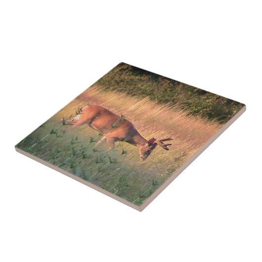 Whitetail Deer( Buck ) Dekorative Tile Fliese (Seite)