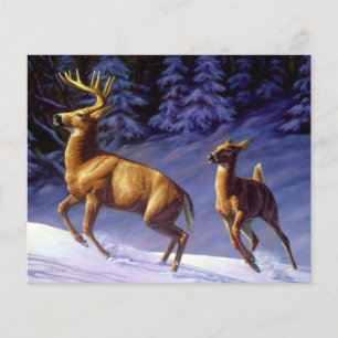 Whitetail Deer Buck & Dock im Winterschnee