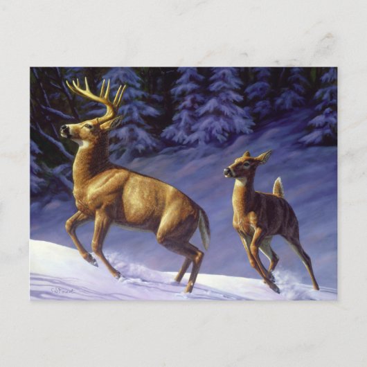 Whitetail Deer Buck & Dock im Winterschnee Postkarte (Vorderseite)