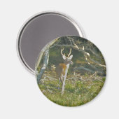 Whitetail Deer Buck OBX Magnet (Vorderseite/Rückseite)