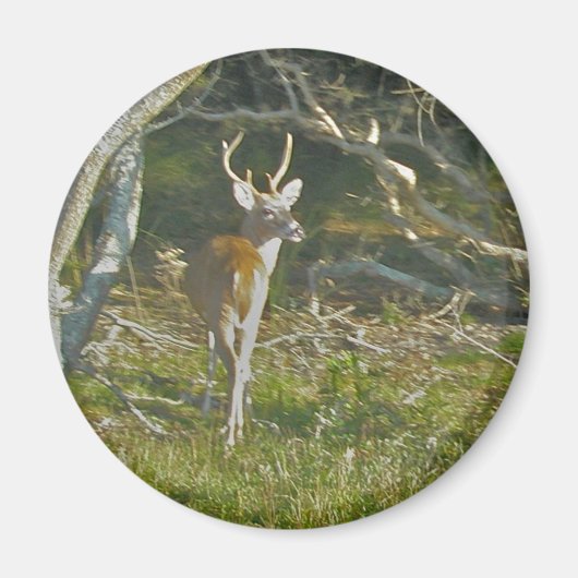 Whitetail Deer Buck OBX Magnet (Vorne)