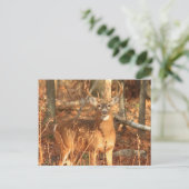 Whitetail Deer Buck Postkarte (Stehend Vorderseite)