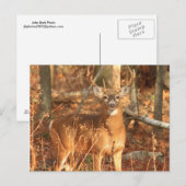 Whitetail Deer Buck Postkarte (Vorne/Hinten)