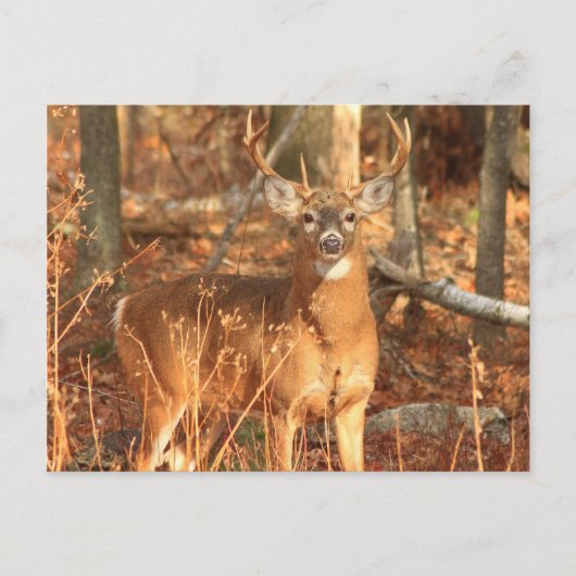 Whitetail Deer Buck Postkarte (Vorderseite)
