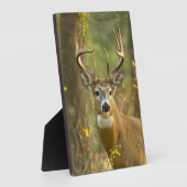 Whitetail Deer Buck | Weißfisch, Montana Fotoplatte (Seite)