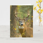 Whitetail Deer Buck | Weißfisch, Montana Karte (Gelbe Blume)