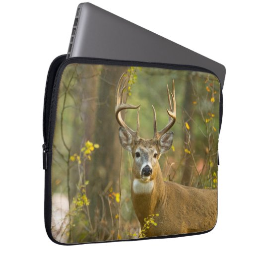Whitetail Deer Buck | Weißfisch, Montana Laptopschutzhülle (Vorne Rechts)