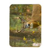 Whitetail Deer Buck | Weißfisch, Montana Magnet (Vertikal)