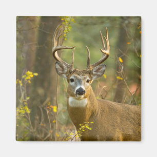 Whitetail Deer Buck   Weißfisch, Montana Magnet