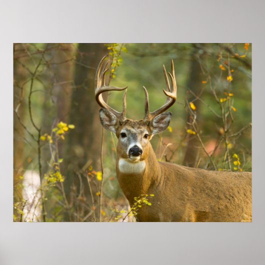 Whitetail Deer Buck | Weißfisch, Montana Poster (Vorne)