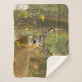 Whitetail Deer Buck | Weißfisch, Montana Sherpadecke (Vorderseite)