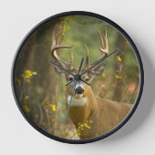 Whitetail Deer Buck | Weißfisch, Montana Uhr (Vorderseite)