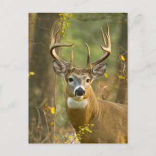 Whitetail Deer Buck Whitefish, Montana Postkarte