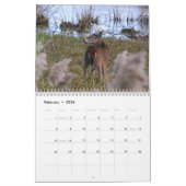 Whitetail Deer Calendar Kalender (Feb 2026)