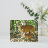 Whitetail Deer - Doe and Fawn Postcard Postkarte (Stehend Vorderseite)